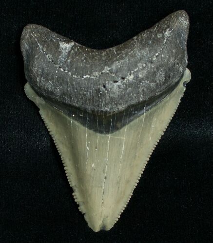 Serrated Megalodon Tooth - Peace River, FL #6368